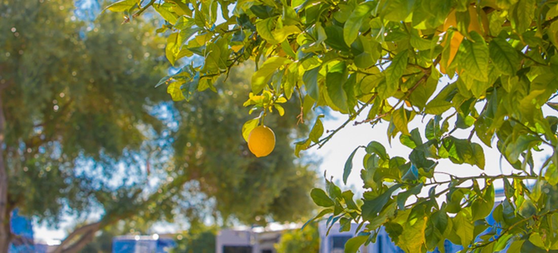 Enjoy our fruit trees.