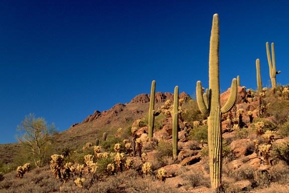 Catalina State Park