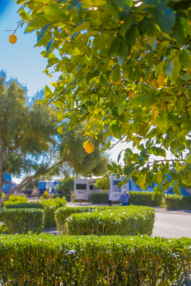 Enjoy our fruit trees.