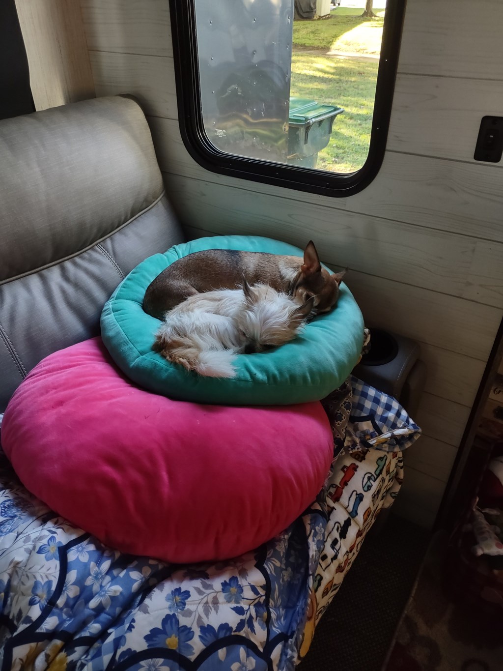 Tips For Traveling With Pets In Your RV