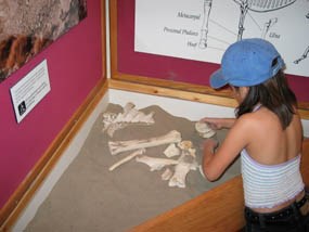The Hagerman Fossil Beds National Monument