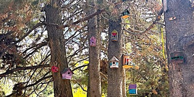 A Sanctuary of Wings: Visiting the Hummingbird Feeding Area
