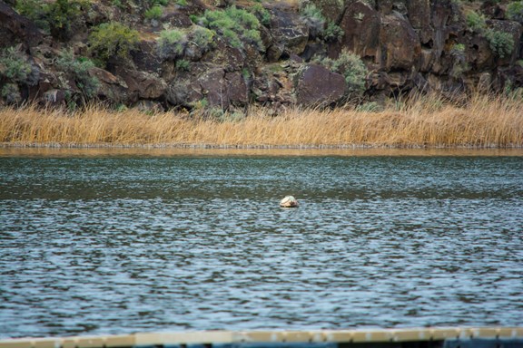 Sights & Sounds of Dierkies Lake Area