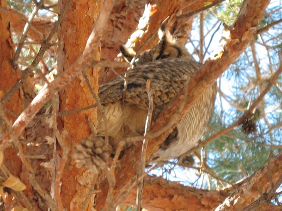 Lots of Campground Owls