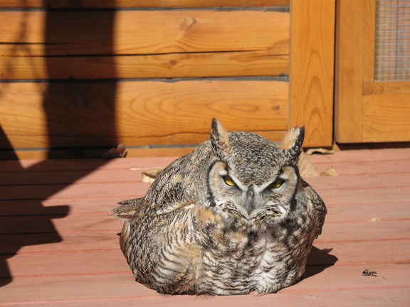Injured Owl at Cabin