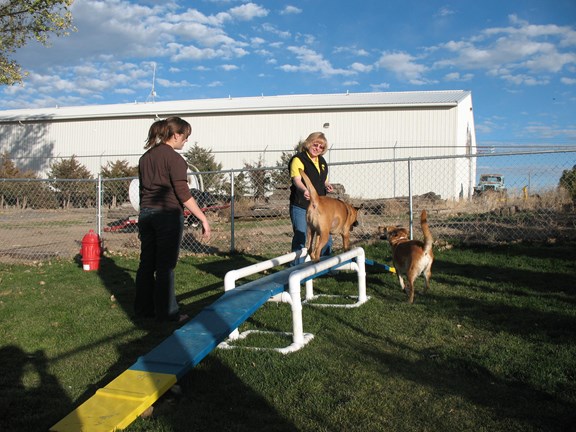 Enjoying Pet Playground
