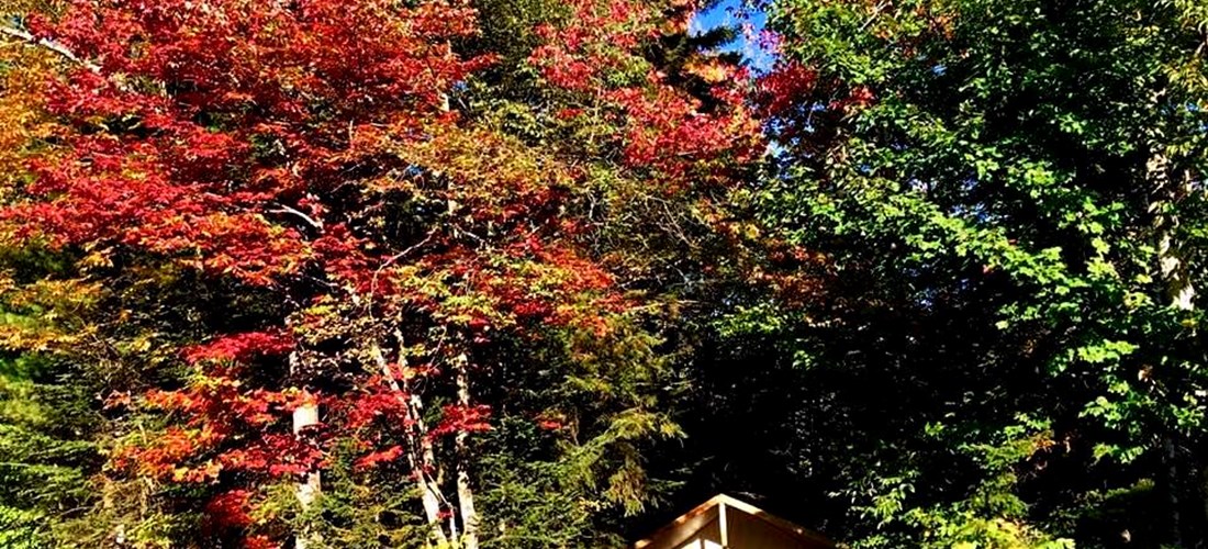 Nestled in the woods