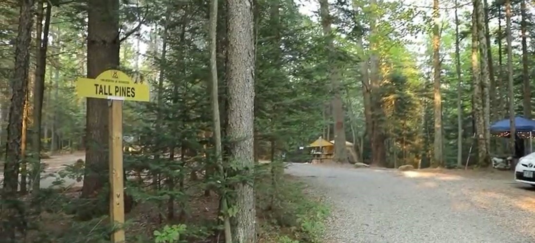 Tall Pines
