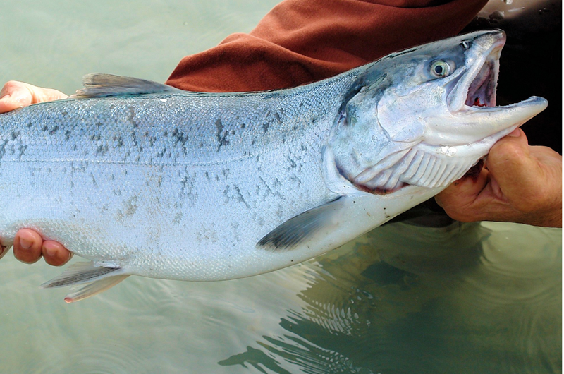 Valdez Silver Salmon Derby Photo