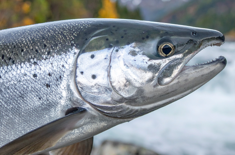 Valdez Fish Derbies | Halibut & Silver Salmon Photo