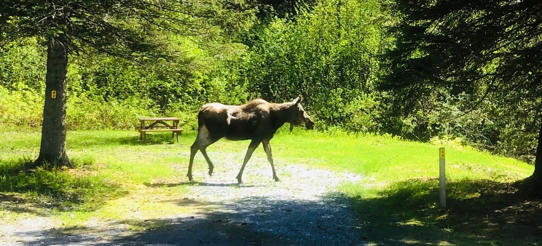 Moose in site 44!