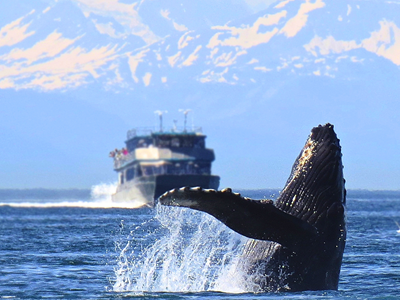 Humpback whale breaching in Prince William Sound near Valdez KOA Journey with a tour boat in the background.