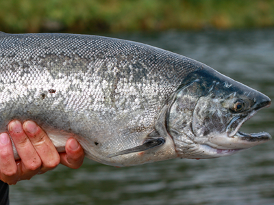 Angler holding a freshly caught silver salmon near Valdez KOA Journey.