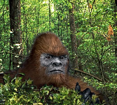 Bigfoot Adventure Walk