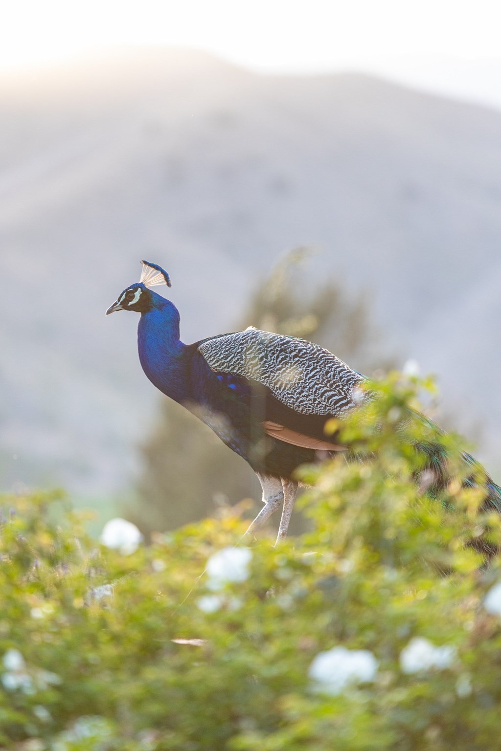 The Peacocks of Ventura Ranch KOA