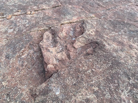 Have you ever seen a fossilized dinosaur track?