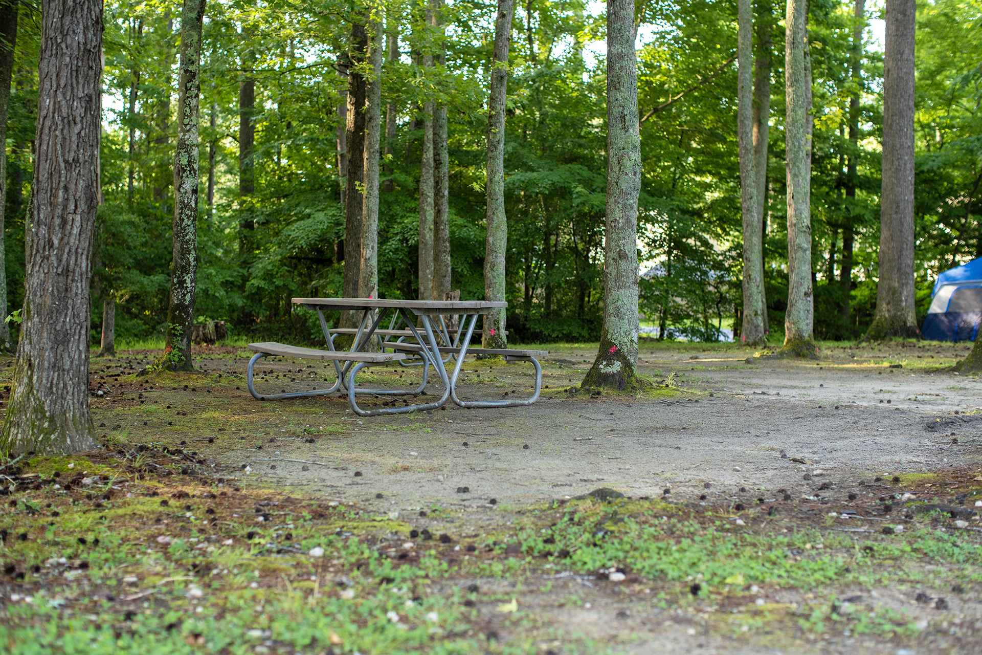 T176 - Tent Site, No Hookups