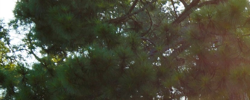 Virginia Beach Virginia Campground Virginia Beach Koa