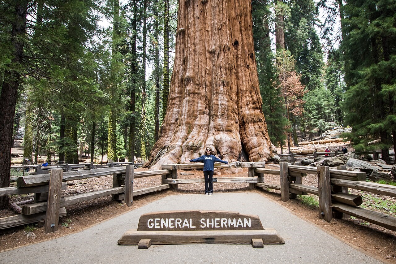 FREE ENTRY DAYS AT SEQUOIA/KINGS CANYON NATIONAL PARKS 2026 Photo
