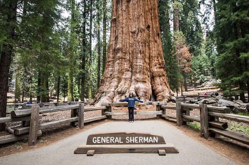 FREE ENTRY DAYS AT SEQUOIA/KINGS CANYON NATIONAL PARKS 2026 Photo