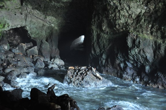 Sea Lion Caves