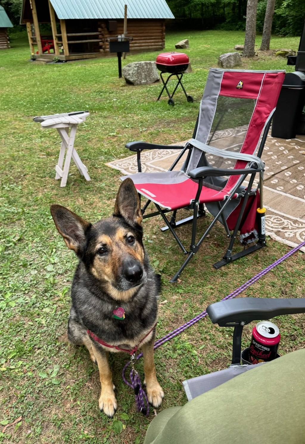 The Ultimate Guide To Camping With Your Dog