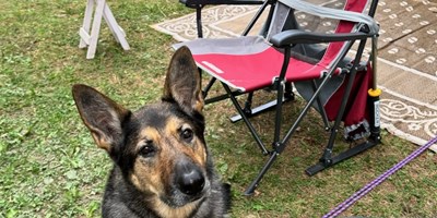 The Ultimate Guide To Camping With Your Dog