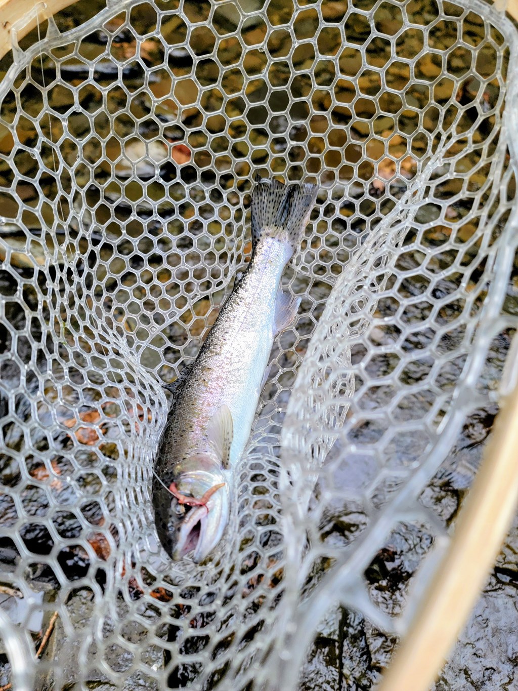 The Trout Opener Is Just Around the Bend