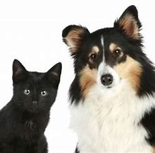 Dog & Cat Grooming