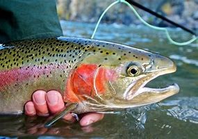 Fly Fishing Casting Clinic