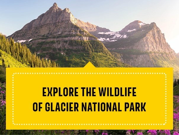 Glacier National Park Animals