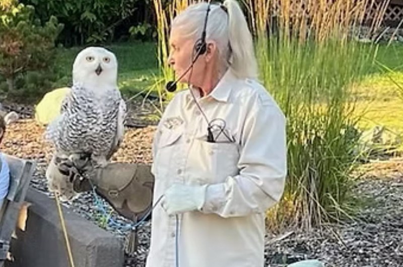 Birds of Prey Presentation Photo
