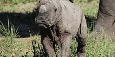 Baby Boom: Third Rare Rhino Born at LCS in Less Than a Year