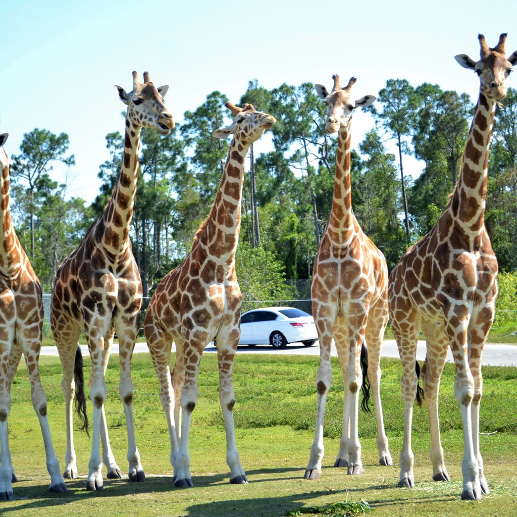 Meet the Species of Lion Country Safari in West Palm Beach