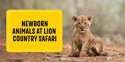 Newborn Animals at Lion Country Safari