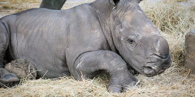 Lion Country Safari Welcomes Male Rhino Calf