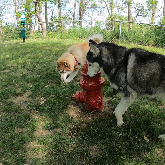 Dog Park