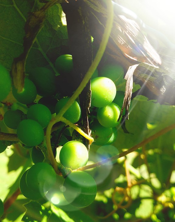 Wineries