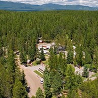 whitefish