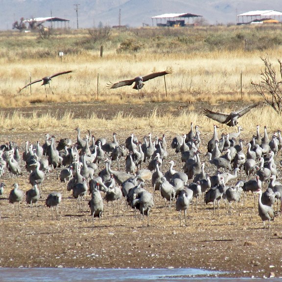 Birding Adventures in Southeast Arizona