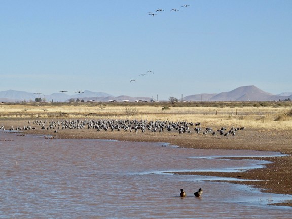 Whitewater Draw Wildlife Area