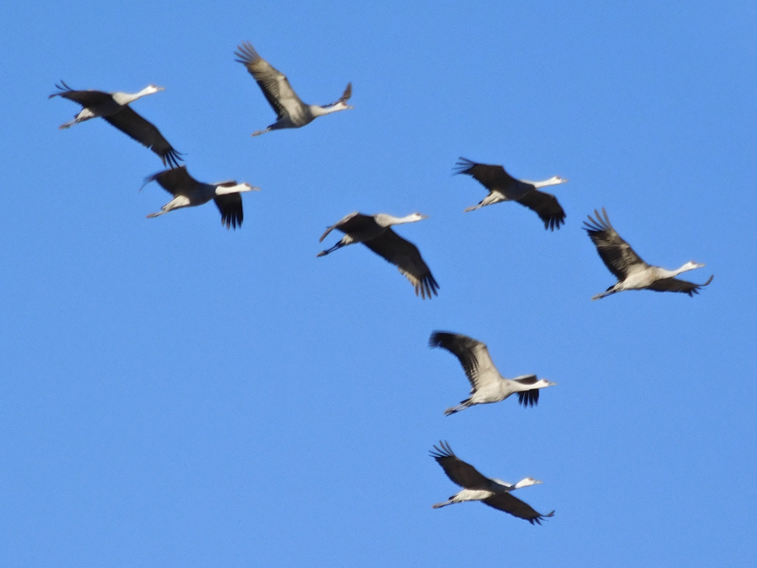 Wings Over Willcox Birding & Nature Festival 2027 Photo