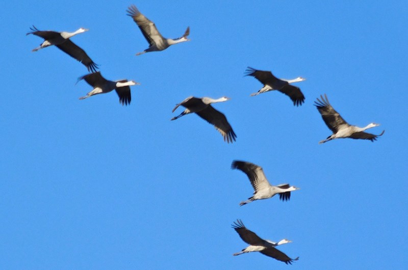 Wings Over Willcox Birding & Nature Festival Photo