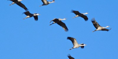 Wings Over Willcox Birding & Nature Festival