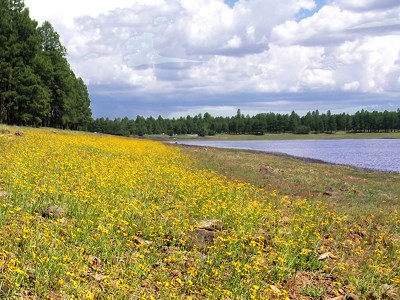 Dogtown Reservoir