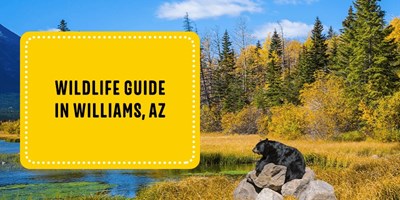 Wildlife Guide in Williams, AZ