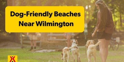 Dog-Friendly Beaches Near Wilmington, NC: Rules &amp; Seasons