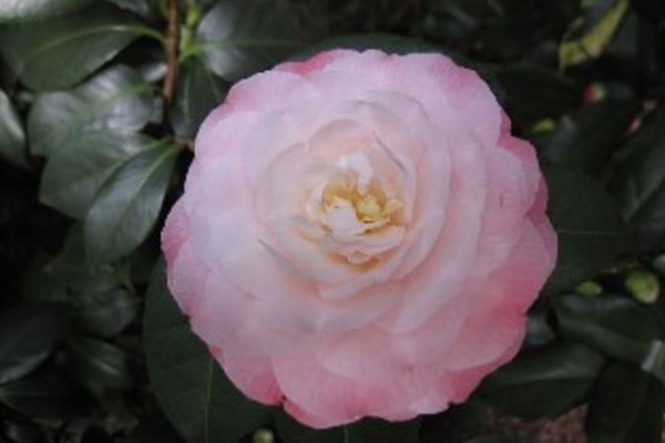 Tidewater Camellia Club Show & Sale Photo