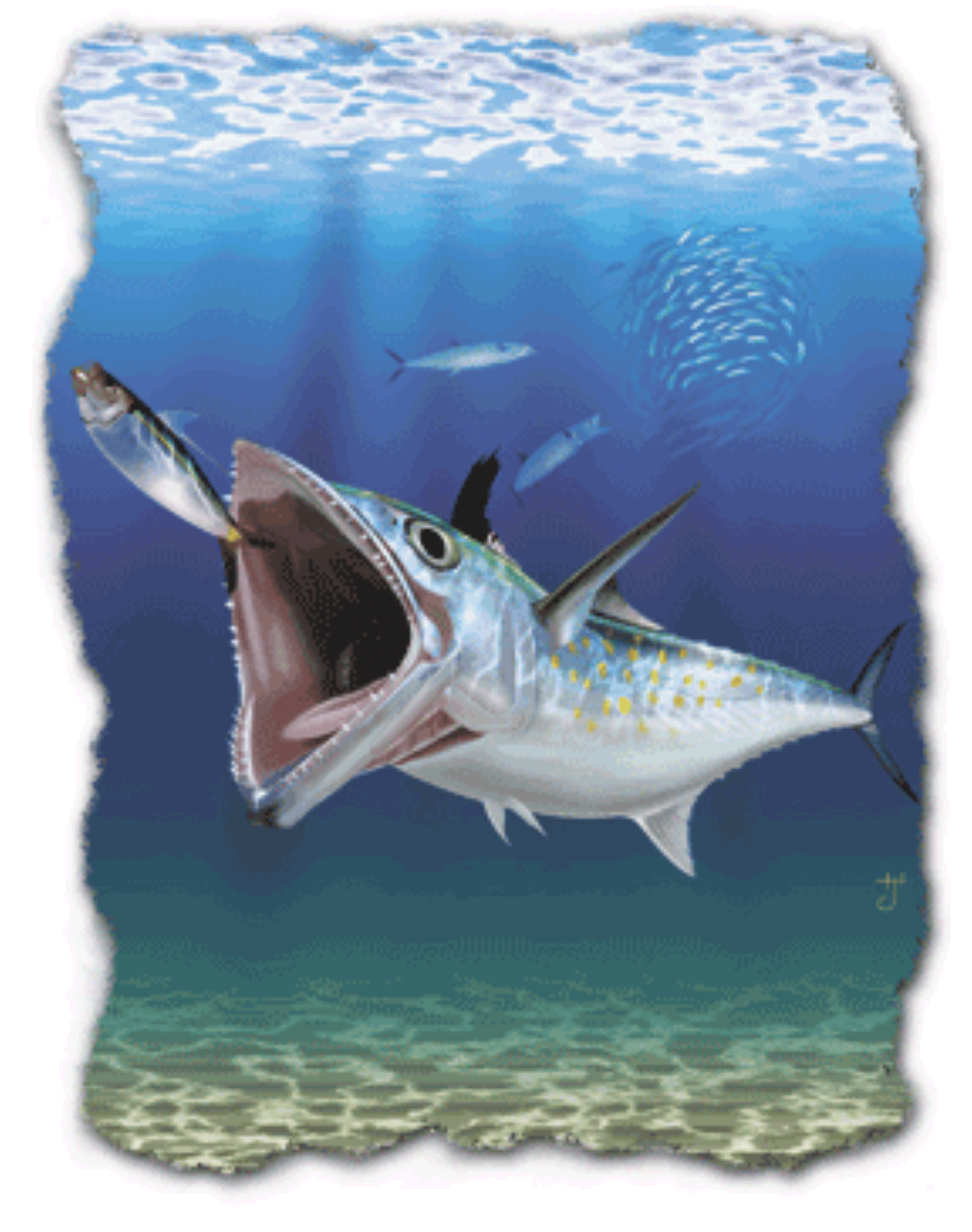 Spanish Mackerel Open Photo