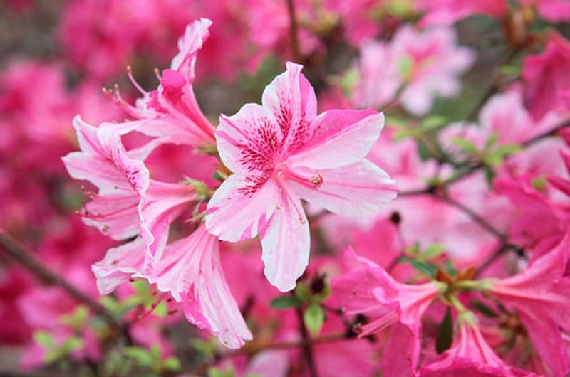 Cape Fear Garden Club Azalea Garden Tour Photo